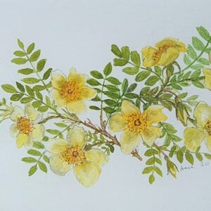 “Canary Bird” Roses