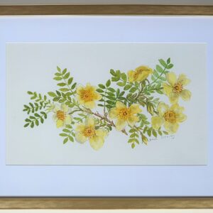 “Canary Bird” Roses